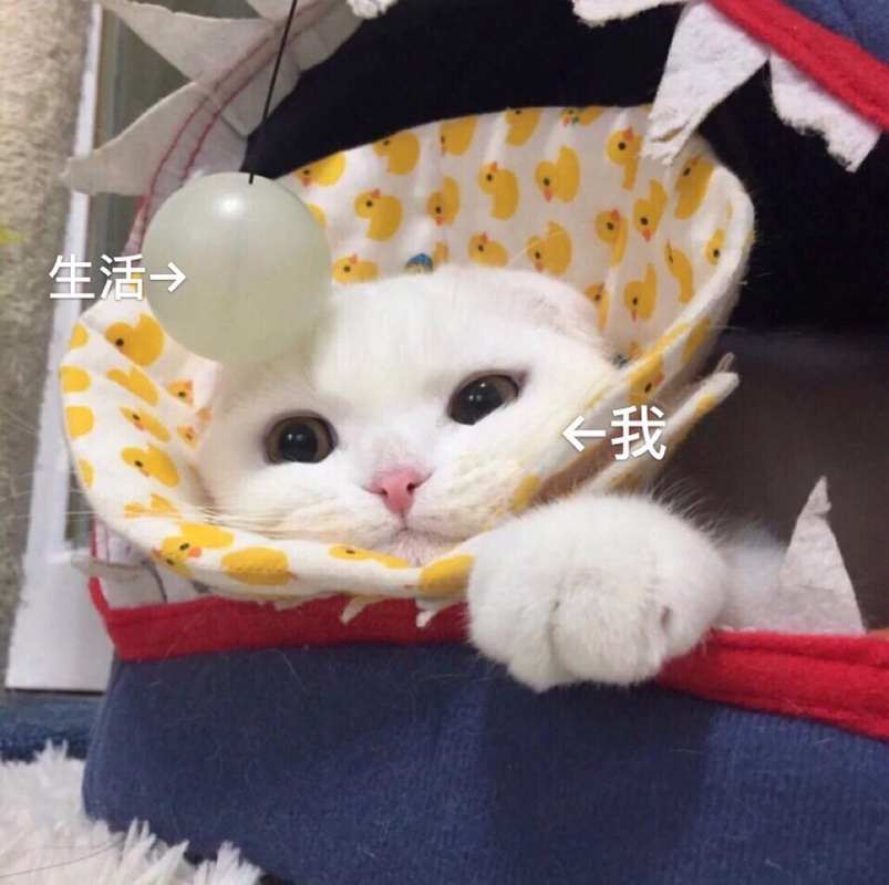 ky开元棋脾4323